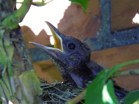 Blackbird Nest Brood Bird - Free photo on Pixabay - Pixabay