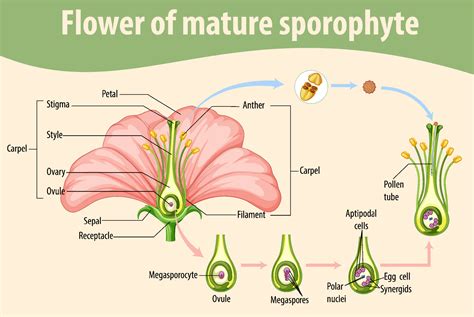 Diagram showing flower of mature sporophyte 7190687 Vector Art at Vecteezy