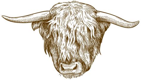 Best Highland Cattle Illustrations, Royalty-Free Vector Graphics & Clip Art - iStock