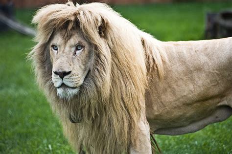 Best Albino Lion Stock Photos, Pictures & Royalty-Free Images - iStock