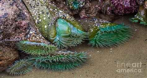 Giant Green Anemone Photograph by Em Witherspoon - Fine Art America