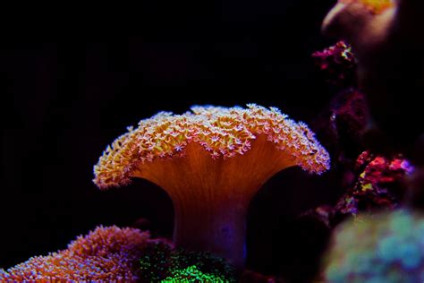 Toadstool Coral Care, Information, & Pictures - Build Your Aquarium