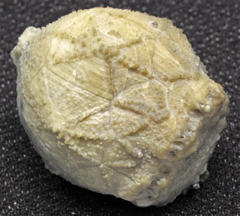 Caryocrinites ornatus (fossil rhombiferan) (Massie Shale/O… | Flickr