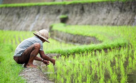 Gaya Terbaru 32+ Gambar Produksi Pertanian