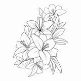 lily flower coloring Page Drawing With line Art For Printing  sketch template