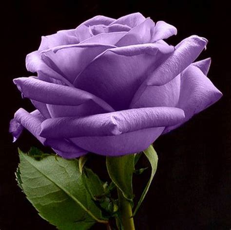 Purple Rose Wallpapers - keywords HERE