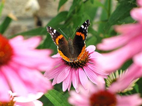 Growing Purple Coneflower - House of Hawthornes