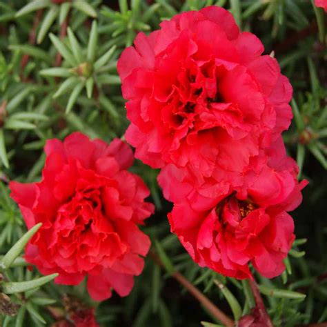 Drought Tolerant Red Moss Rose Portulaca Ground Cover Plant Seed