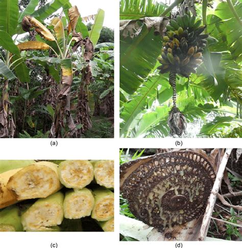 Symptoms caused by Xanthomonas campestris pv. musacearum. (a) Yellowing... | Download Scientific ...