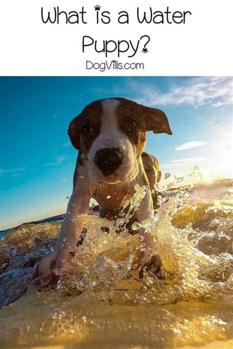 What is a Water Puppy? Hint: It's Probably Not What You Think It Is! - DogVills