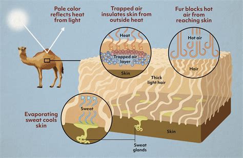 How a Camel’s Fur Coat Keeps It Cool — Biological Strategy — AskNature