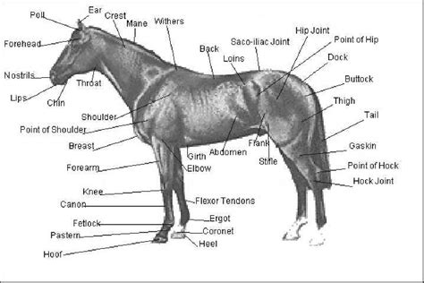 External Equine Anatomy | All Things Equine