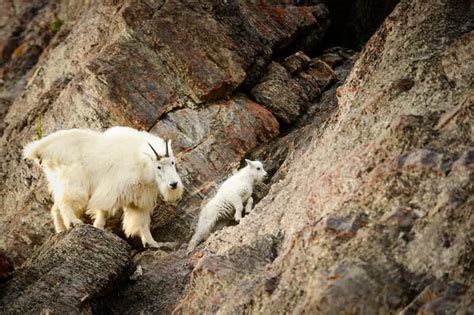 From Jasper: Jasper National Park Wildlife Discovery Tour | GetYourGuide