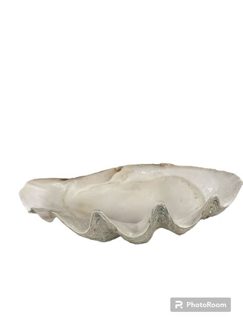 Giant Clam tridacna gigas Shell 27" | Loving Coastal Living