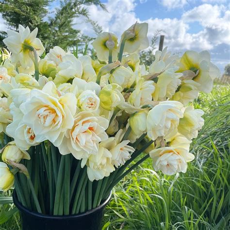 Petal Pink Flower Farm on Instagram: “Yosemite Valley Narcissus ...