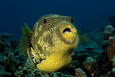 HD wallpaper: black and yellow fish opening its mouth, puffer, puffer fish | Wallpaper Flare