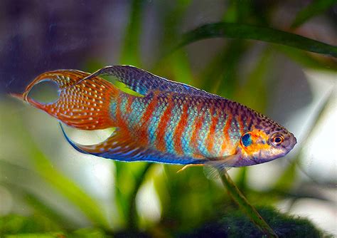 Red Paradise Gourami Fish for sale| Arizona Aquatic Gardens