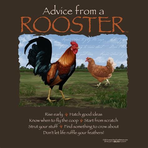 Pin by Mesc on ADVICE FROM NATURE | Rooster, Animal spirit guides, Nature inspiration