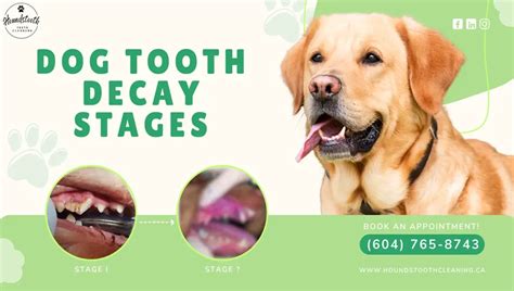 Dog Tooth Decay Stages (Dental Decay)-Houndstooth Cleaning