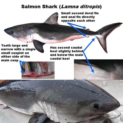 #SharkWeek - Species Profile: Salmon shark (Lamna ditropis) Medium to ...