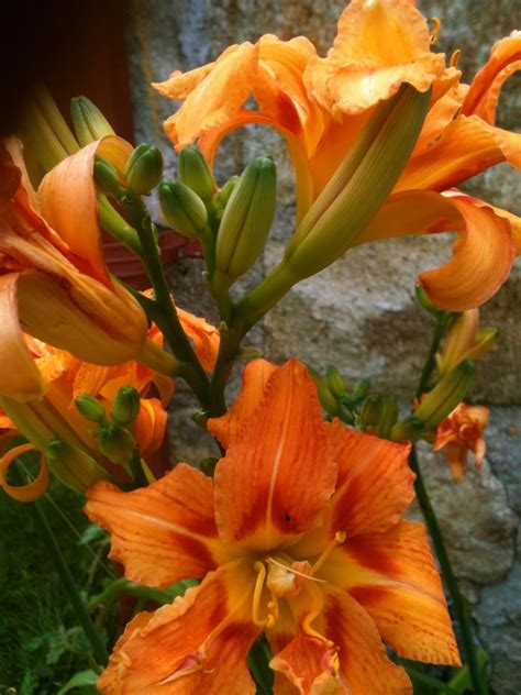 Snortin' GRITS: Common Orange Daylily