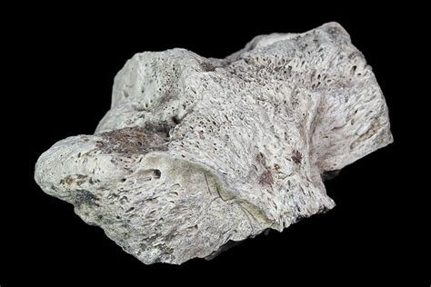 1.8" Pachycephalosaurus Skull Fragment - Alberta (Disposition #000028) (#92803) For Sale ...