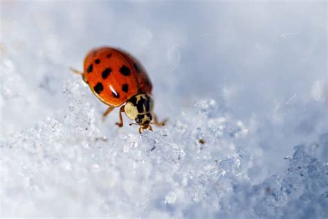 11 Places Ladybugs Go During Winter (And When They Return) - Pest Pointers