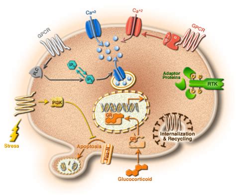 Beta globulins - wikidoc