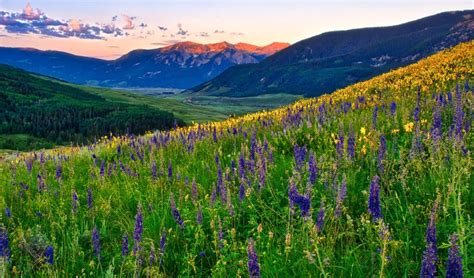 Crested Butte Wildflowers - William Horton Photography