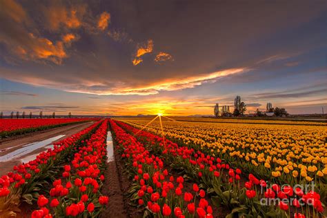 Beautiful Tulip Field Sunset Photograph by Mike Reid