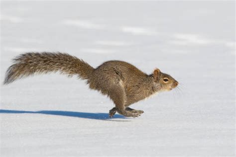 Best Squirrel Running Stock Photos, Pictures & Royalty-Free Images - iStock