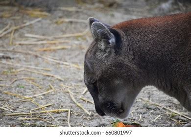 Cougar Eating Fruit Stock Photo 660801997 | Shutterstock