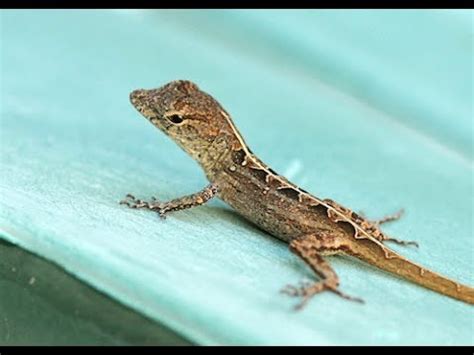 Baby Anole Lizard