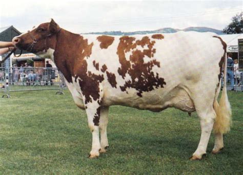 Ayrshire cattle - Alchetron, The Free Social Encyclopedia