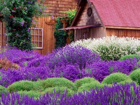 Naturally Beautiful - Purple | Beautiful flowers garden, Lavender cottage, Lavender garden