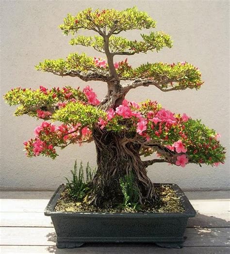 20 Brilliant Bonsai Trees You Have to See