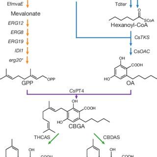 | Engineered biosynthetic pathway for synthesis of cannabinoids in S.... | Download Scientific ...