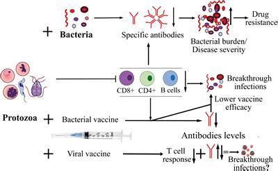 Frontiers | Protozoan co-infections and parasite influence on the ...