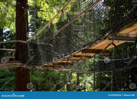 Redwoods `Tree Walk` 08 editorial stock image. Image of redwood - 85509424