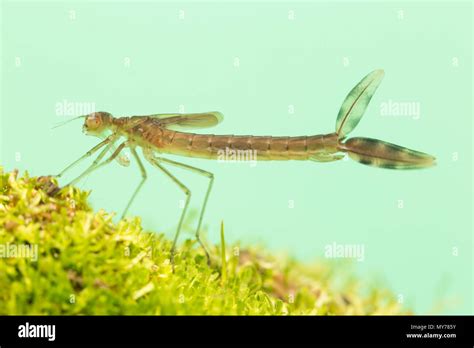 Spreadwing damselfly larvae Stock Photo - Alamy