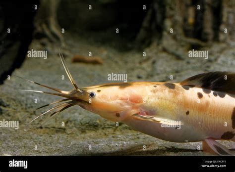 African sharptooth catfish is a species of catfish of the family Clariidae, the airbreathing ...