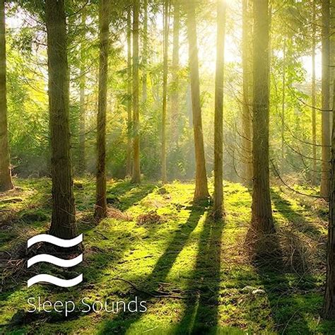 Noises with Forest Sounds for Calm von Shushing Noises with Arbor Ambient bei Amazon Music ...