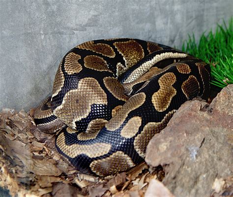 Free Images : wildlife, fauna, publicdomain, vertebrate, snakes ...