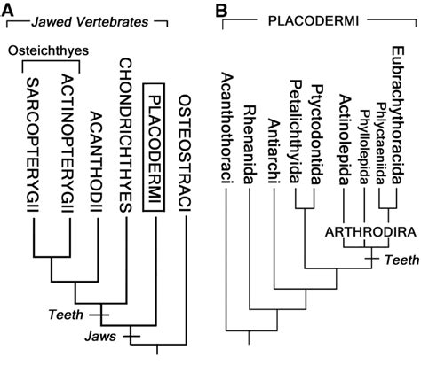 Separate Evolutionary Origins of Teeth from Evidence in Fossil Jawed ...