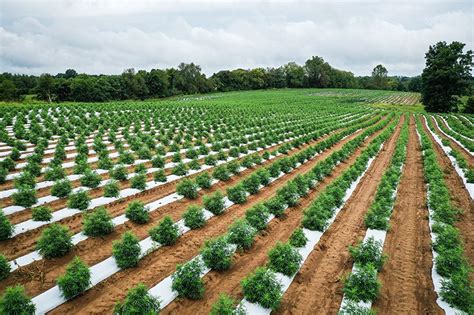 Could Hemp Drying Co-ops Make Farming More Profitable? - Louisville Dryer Company