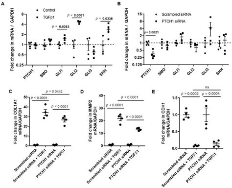 PTCH1 gene silencing attenuates TGFβ1-induced increase in COL1A1 and ...