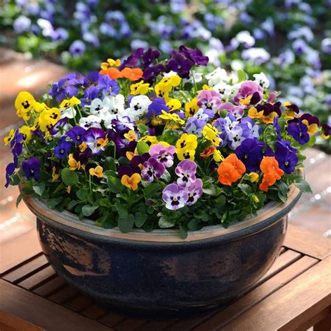 Pansy Mixed Seeds | Mtseedbank - Mountain Top Seed Bank