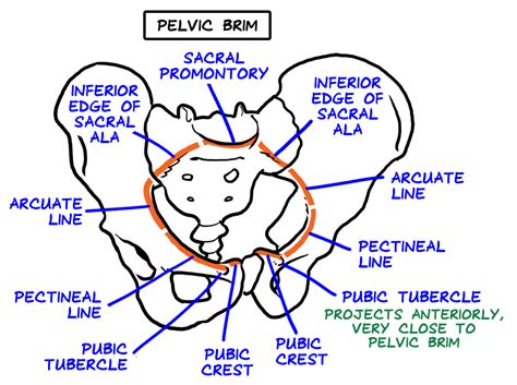 Anatomy Lab Tips & Diagrams - Bones