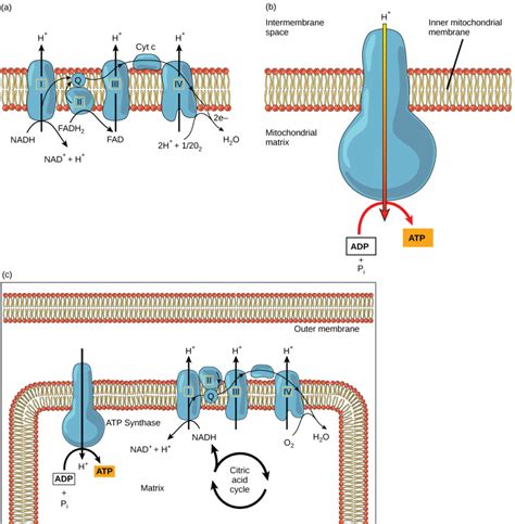 Citric Acid Cycle and Oxidative Phosphorylation | Biology I