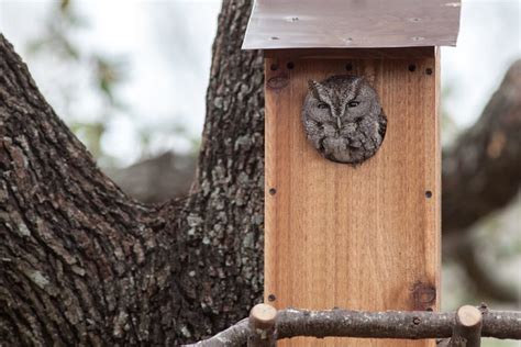 Habitat Project: Eastern Screech-owl Boxes